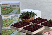 问事摇卦高速赋能产业升级：一条“杨梅路”的致富密码