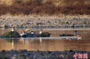 问事摇卦歙县完成安徽首个县域生物多样性调查 共记录物种近4千种